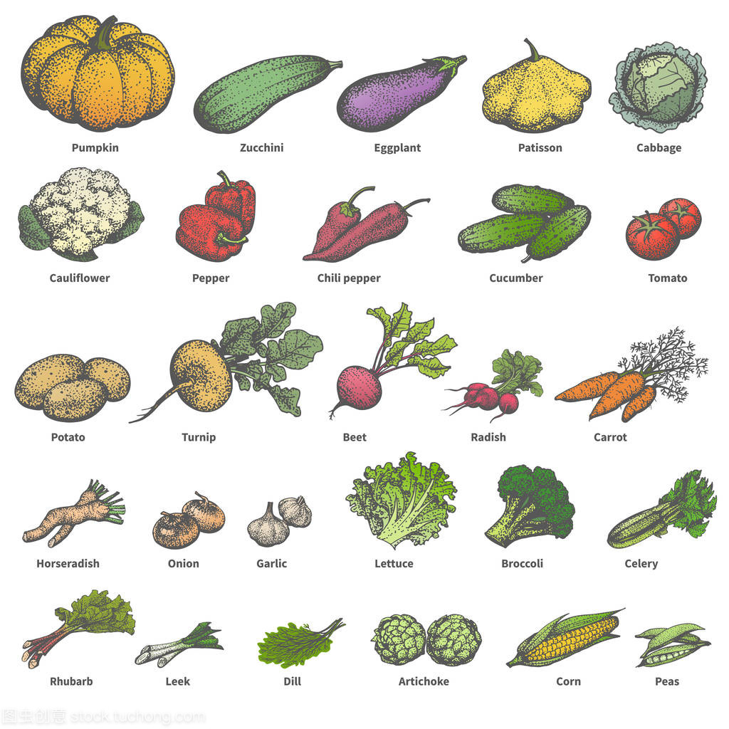 矢量大设置不同颜色成熟新鲜的蔬菜